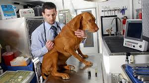 Pet Animals Clinic